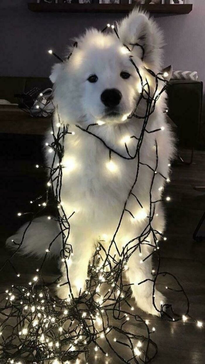 Cute fluffy dog tangled in Christmas lights, embodying funny Christmas animals theme.