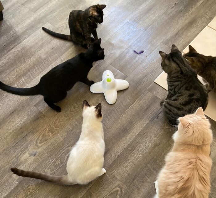 Cats gather around a toy, getting in the holiday spirit.