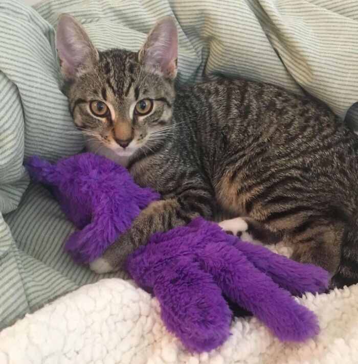 Cat cuddling a purple plush toy on a cozy blanket, perfect for getting your pet in the holiday spirit.