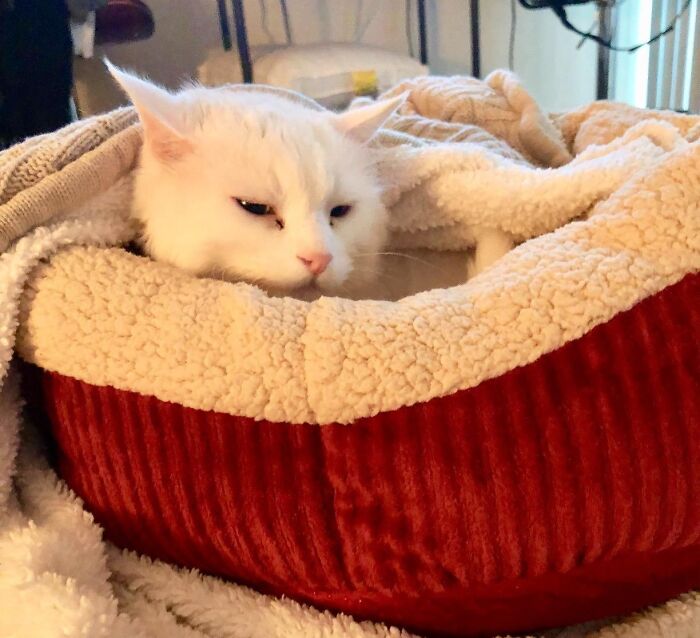 White cat cozy in a red and beige pet bed, perfect for getting into the holiday spirit.