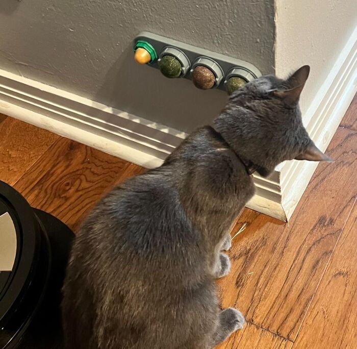 Gray cat interacting with pet enrichment toy on a wall, enhancing holiday spirit for pets on Amazon.