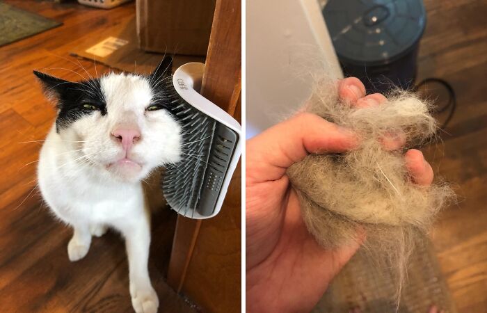 Cat enjoying a wall-mounted grooming brush, simplifying fur removal process.