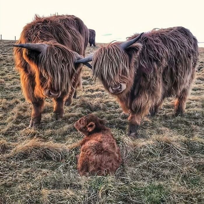 Highland cows with a calf in a grassy field, showcasing the charm of Scotland.