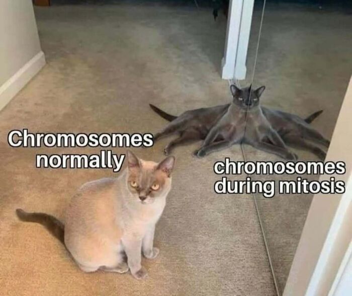 Cat meme comparing chromosomes to a cat and its reflection, highlighting science humor.