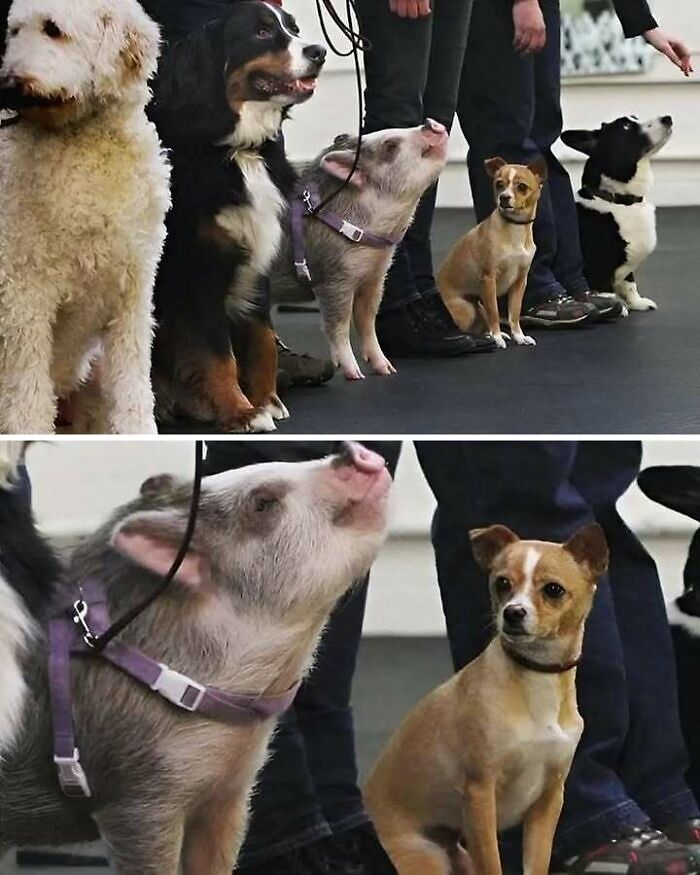 A lineup of dogs and a pig in a cute training session, showcasing blessed images for a positive day.