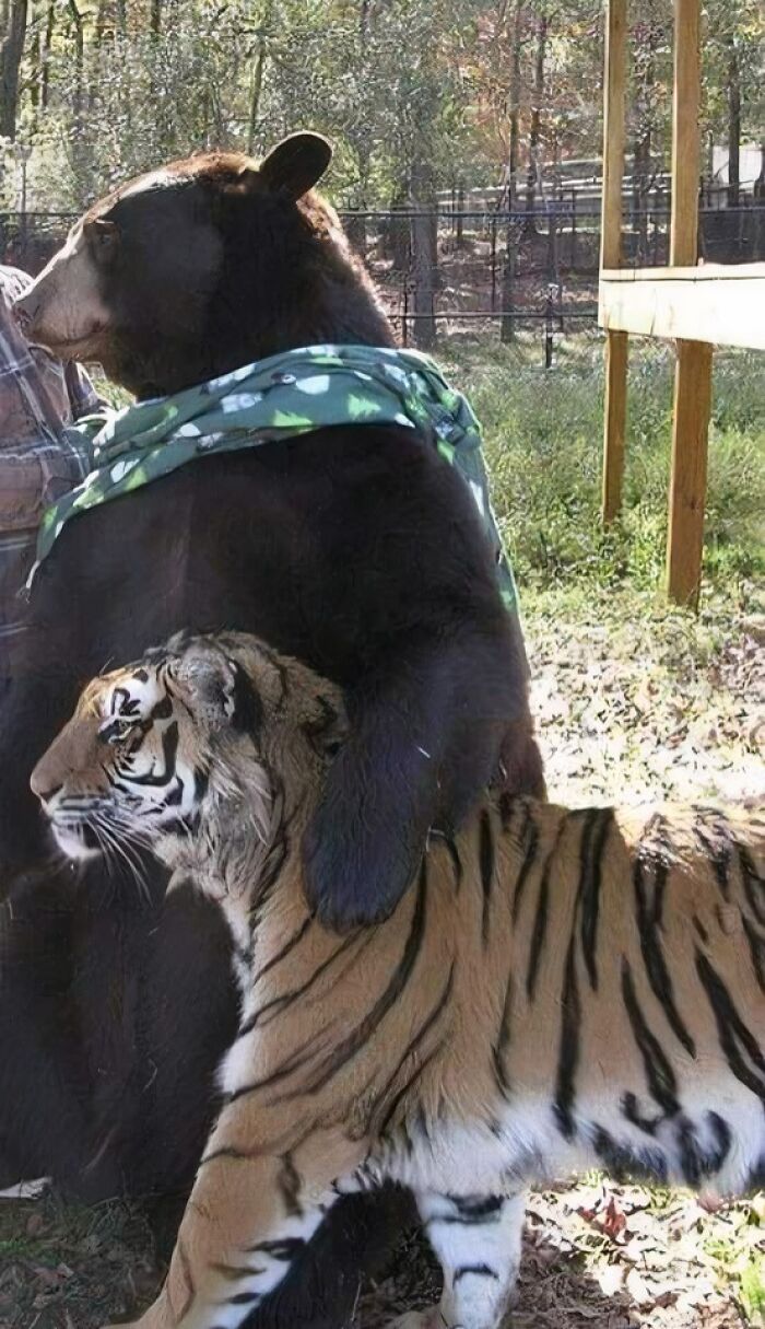 Bear and tiger sitting together in a sunny forest area, showcasing a blessed image of unlikely animal friendship.