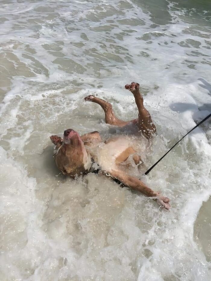 A joyful dog rolling playfully in the ocean waves, capturing a blessed image moment.