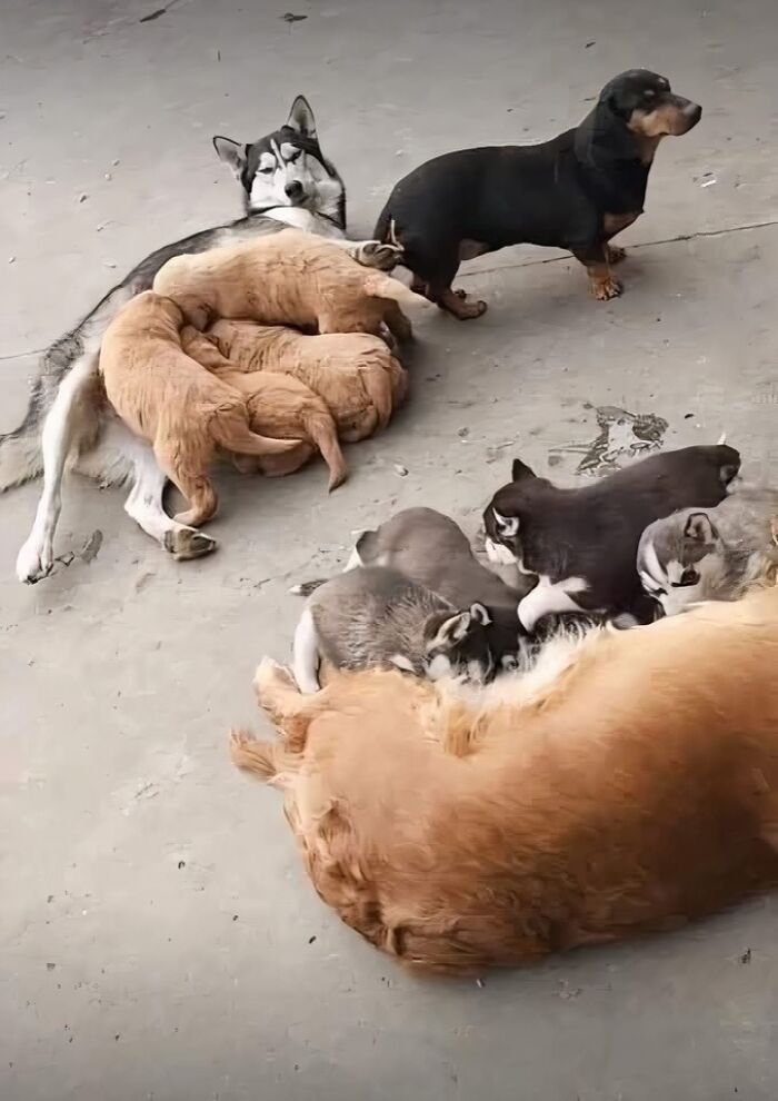 Dogs and puppies napping together, creating a heartwarming scene of blessed images.