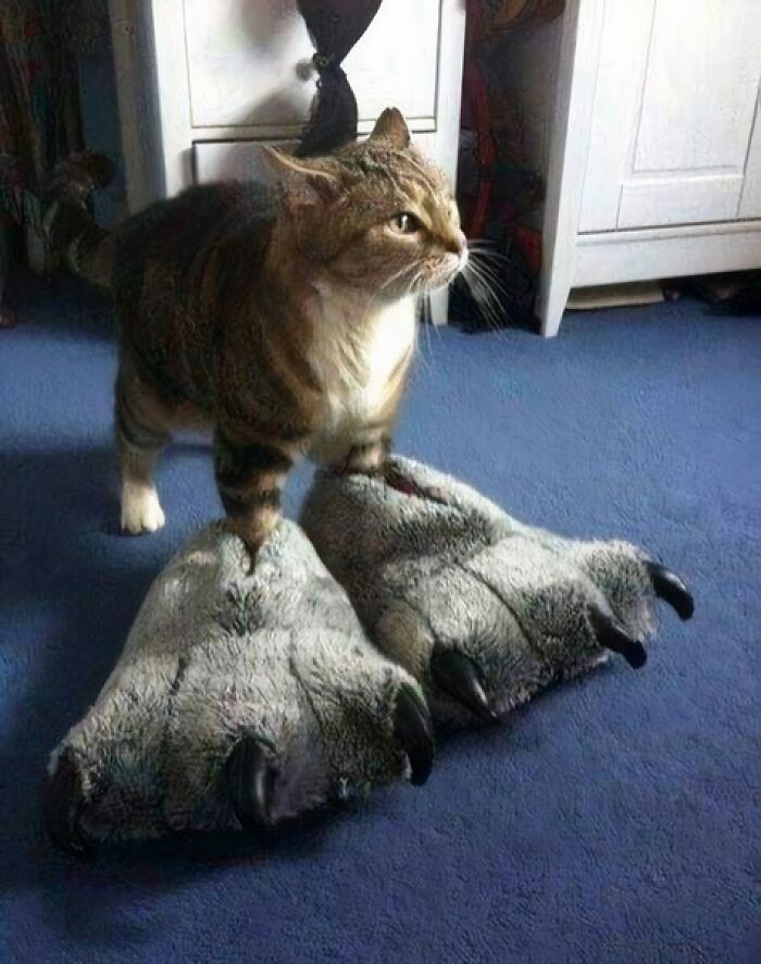 A cat stands on large, fluffy animal paw slippers on a blue carpet, creating a humorous blessed image.