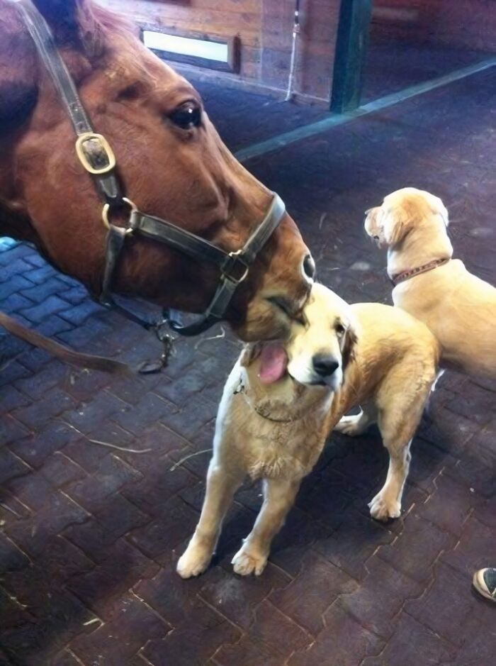 Horse affectionately nuzzling a dog while another dog looks on, a perfect example of blessed images bringing joy.