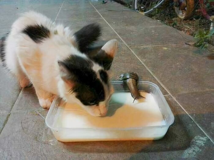 Cat and snail drinking from a container of milk, creating a blessed moment on a tiled floor.