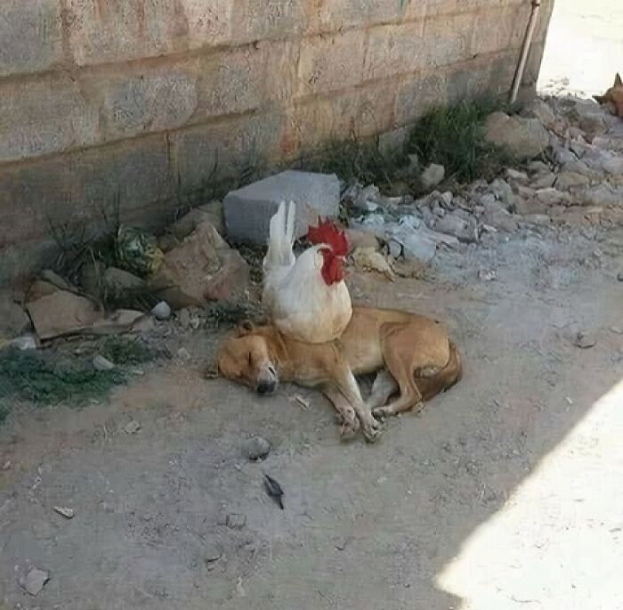 A rooster resting on a sleeping dog against a brick wall, creating a blessed image.