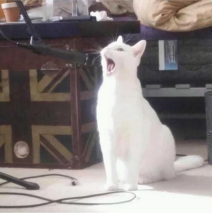 White cat amusingly yawns into a microphone, a truly blessed image.