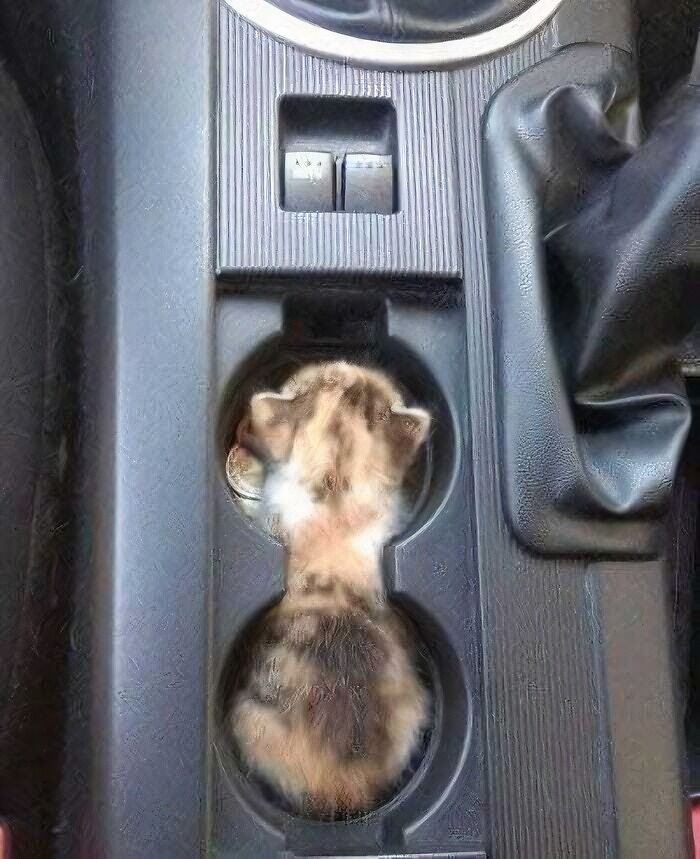 A kitten sitting in a car cup holder, creating a blessed image that can brighten anyone's day.