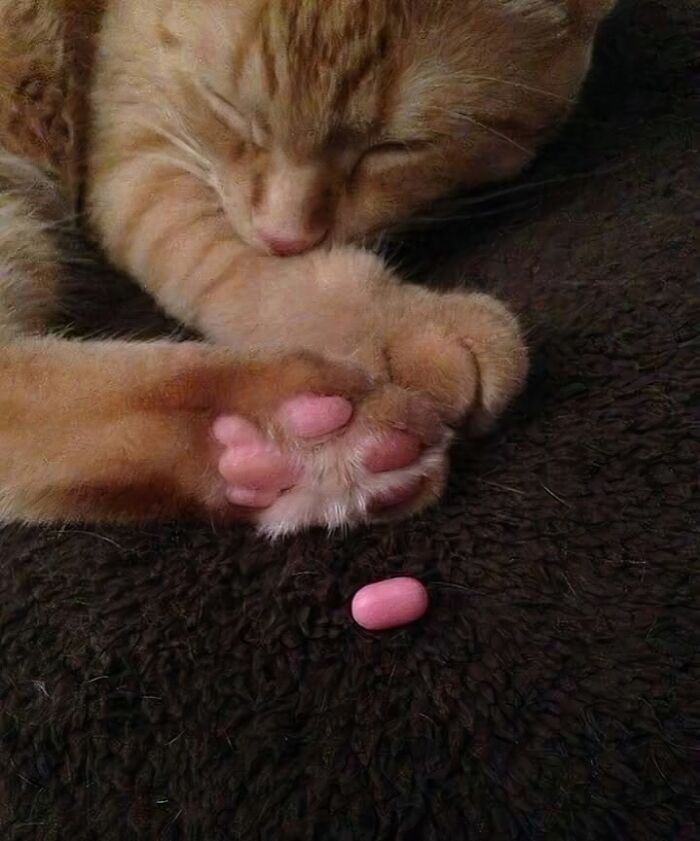 Sleeping cat with pink paw pads resembling beans, creating a charming and blessed image.