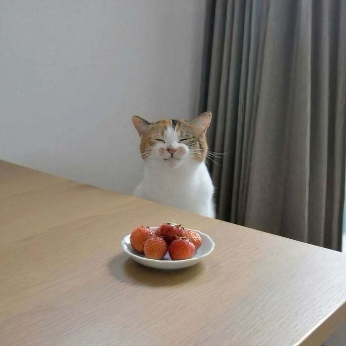 A cat with its eyes closed sits in front of a plate of strawberries on a table, epitomizing blessed images.