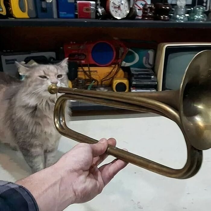 Cat humorously sniffs a brass instrument, creating a blessed moment in a quirky room setting.