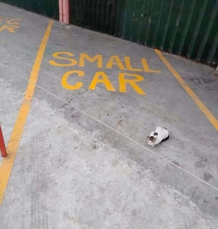 A small cat sitting in a parking space labeled "SMALL CAR" creates a humorous blessed image.