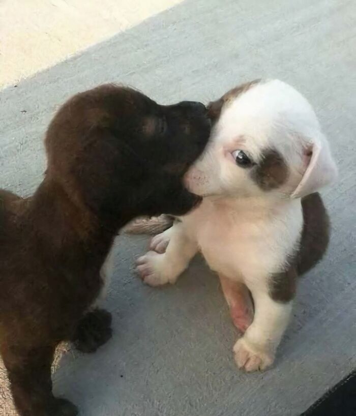 Two puppies sharing a sweet moment, bringing joy and positivity to your day with this blessed image.