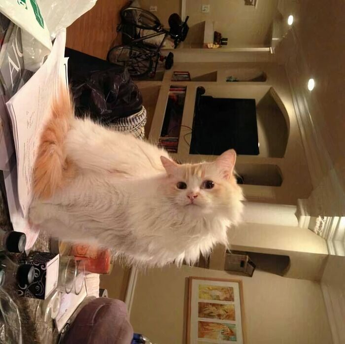 Fluffy cat sitting on a cluttered table in a cozy room, creating a blessed image.