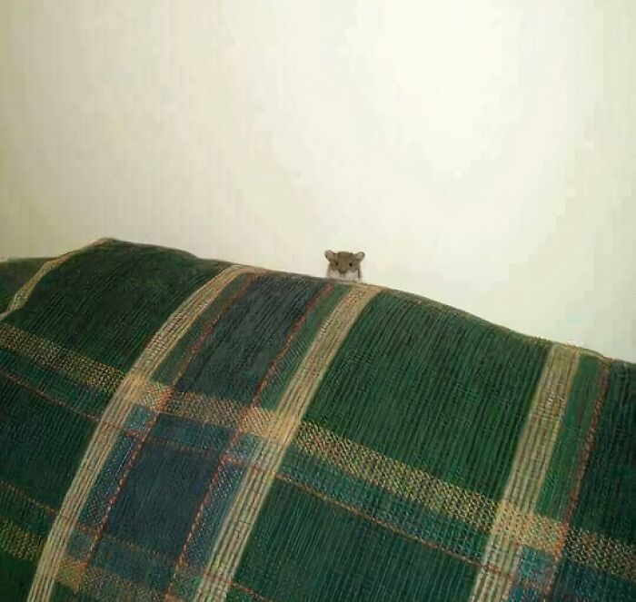 A tiny mouse peeking over a green plaid couch, showcasing a cute and blessed image.