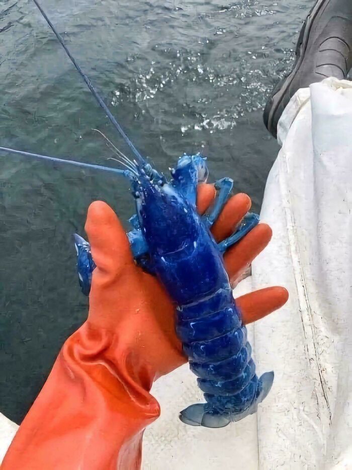 Fisherman Caught This Blue Lobster Off The Coast Of Portland And Returned It To The Water To Continue To Grow. Blue Lobsters Are One In Two Million