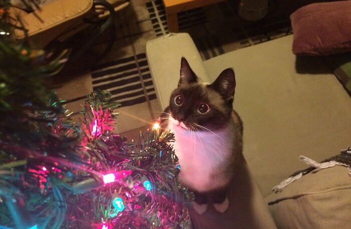 Cute cat with big eyes looking at Christmas tree lights, embodying funny Christmas animal moments indoors.