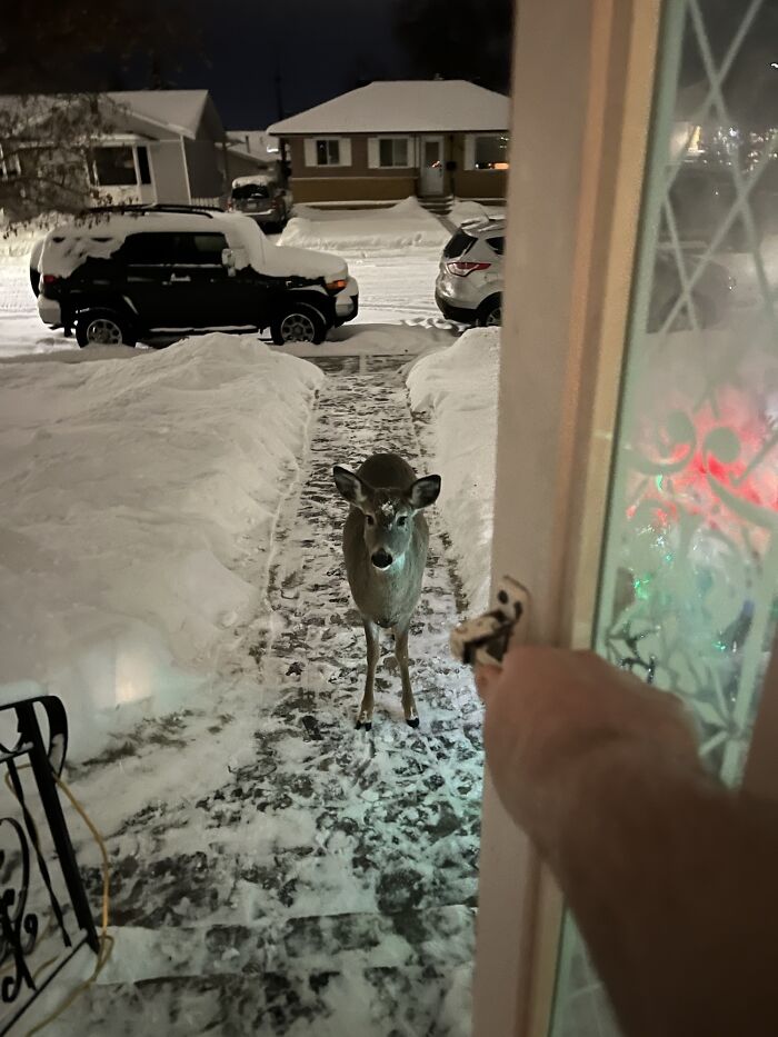 Cute deer standing on snowy doorstep at night.