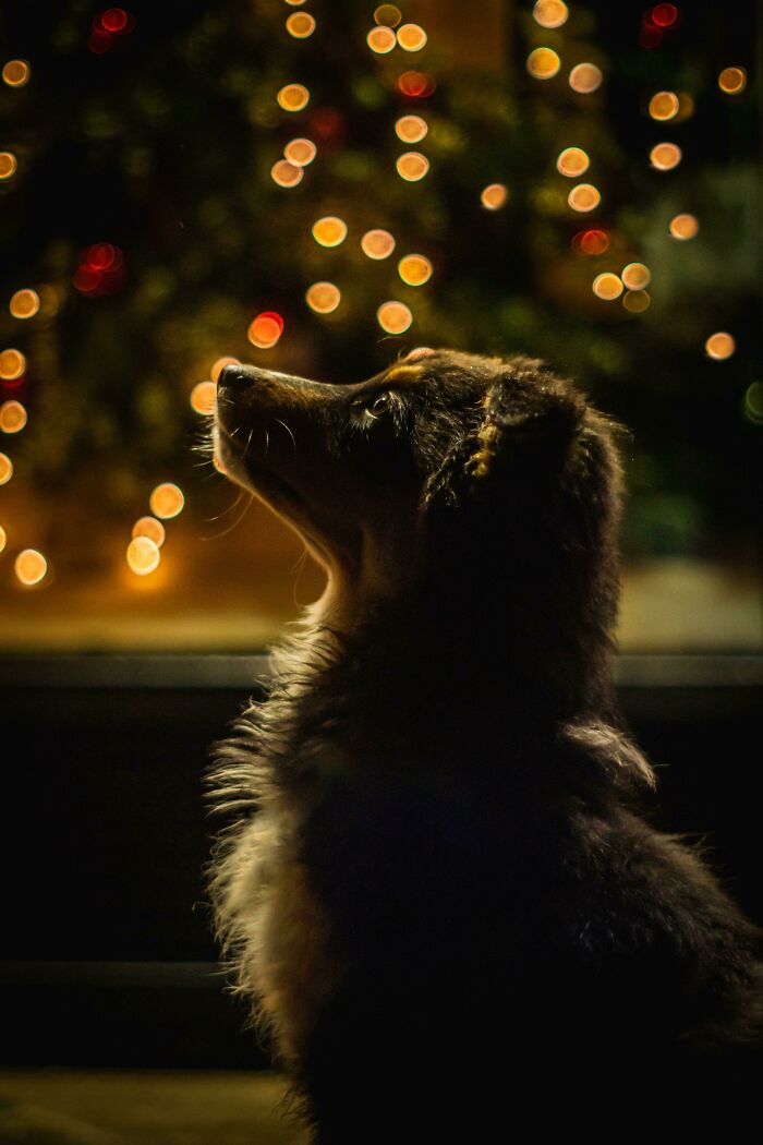 Cute dog gazing at Christmas lights in a festive setting.