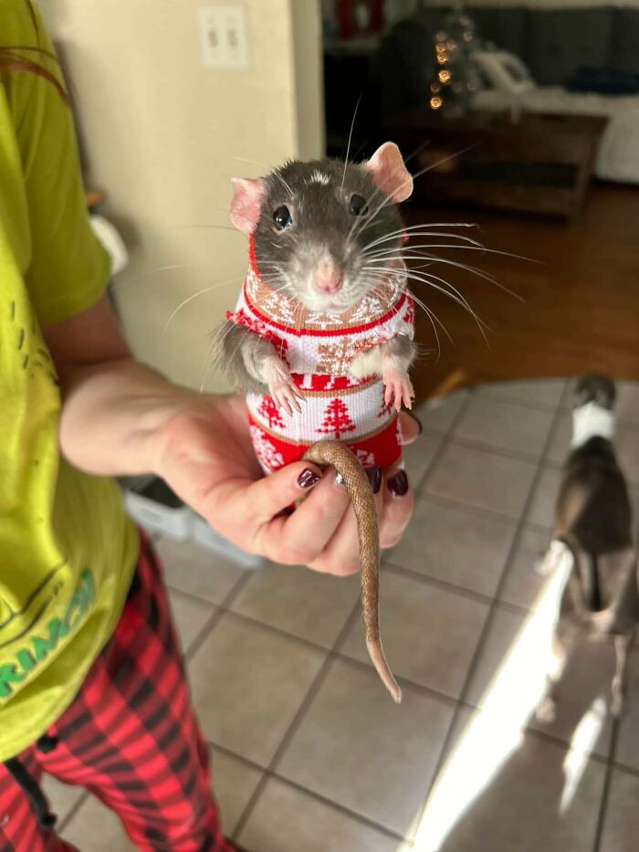 Cute rat in a festive red and white Christmas sweater held by a person indoors.