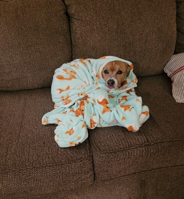 A cozy dog wrapped in a festive blanket on a couch, capturing a wholesome Christmas vibe.