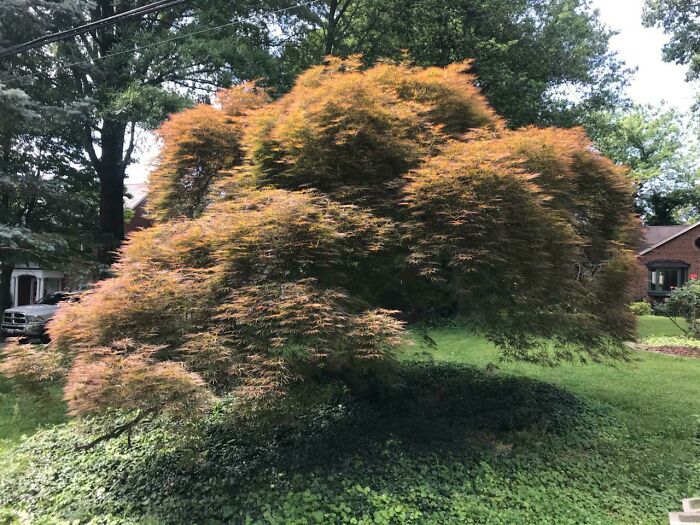 A tree with dense foliage resembles a bad render, set in a suburban yard.