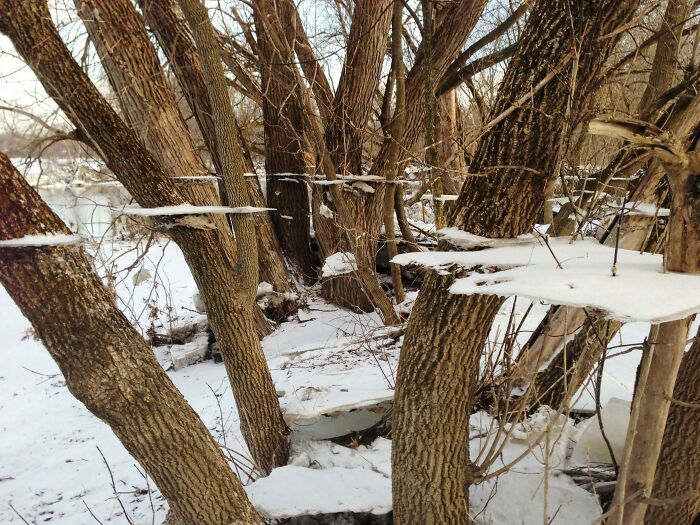 Snow-covered trees with unusual flat surfaces resembling bad renders in winter scenery.