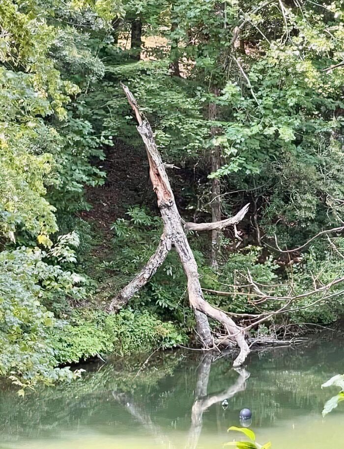 A twisted tree forms a creepy figure beside a forest pond, illustrating terrifying nature.