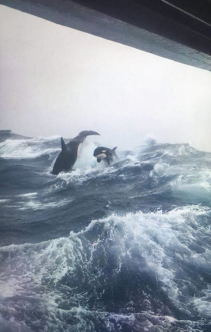 Orcas leaping in rough seas, showcasing terrifying nature's power.