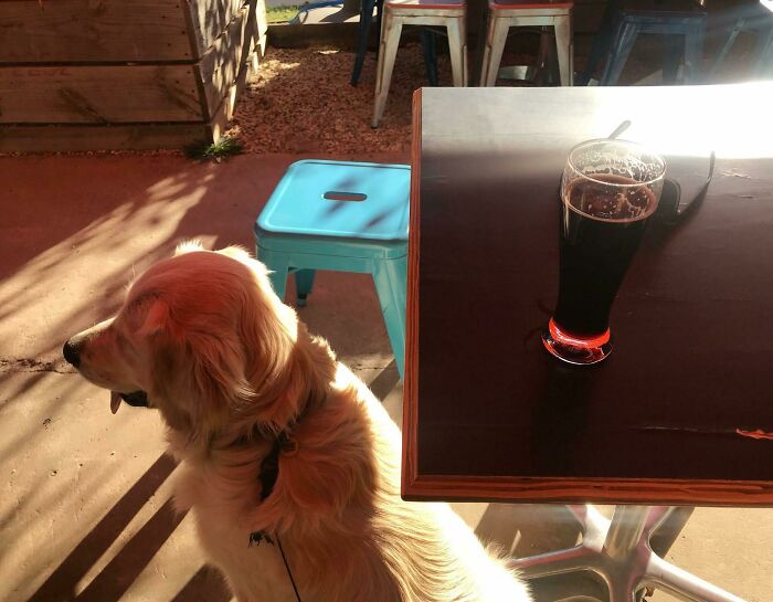 A dog and a glass on a patio appear like bad renders due to shadows and lighting.