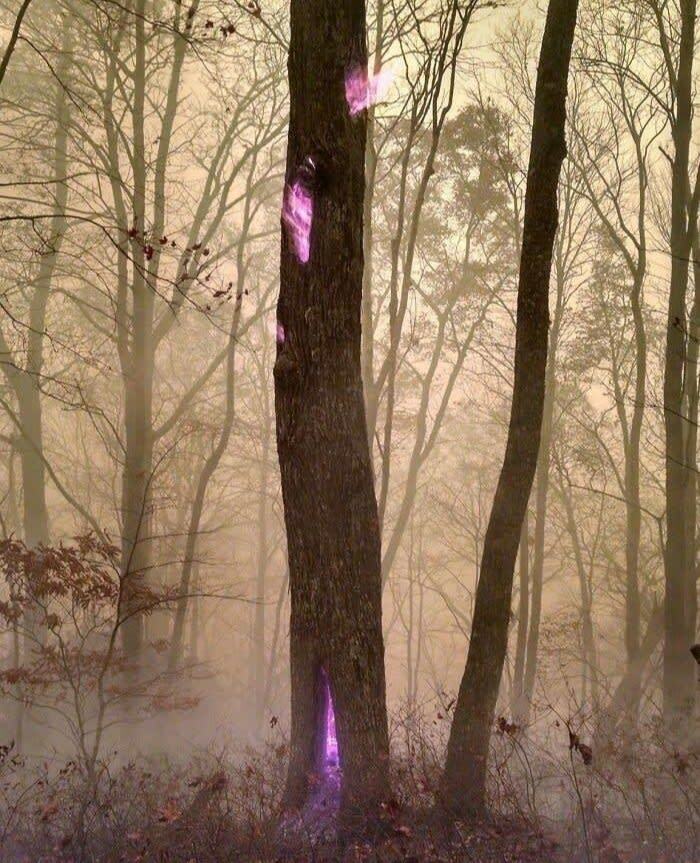 Enchanted forest scene with purple glow on trees, resembling videogame graphics.