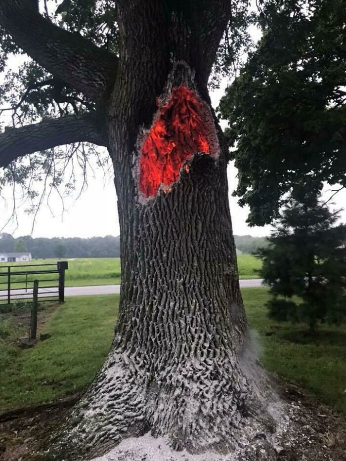 Tree trunk with glowing red interior, resembling a videogame effect in a real-life setting.