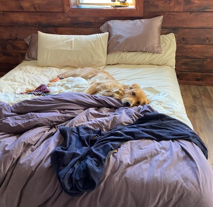 Dog relaxing on a bed with cozy blankets in a wooden-themed room, showcasing a room upgrade from Reddit.