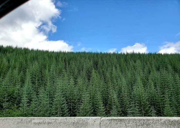 Dense forest with identical trees under a blue sky, resembling bad renders.