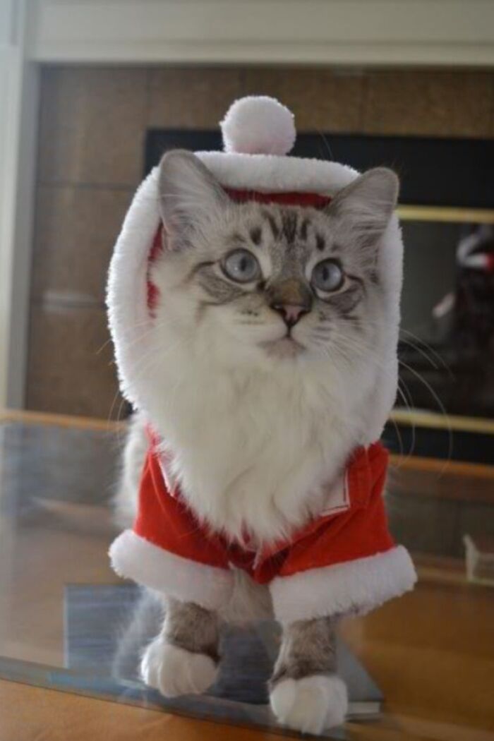 Adorable cat in a Santa costume, embodying cute funny Christmas animals theme.