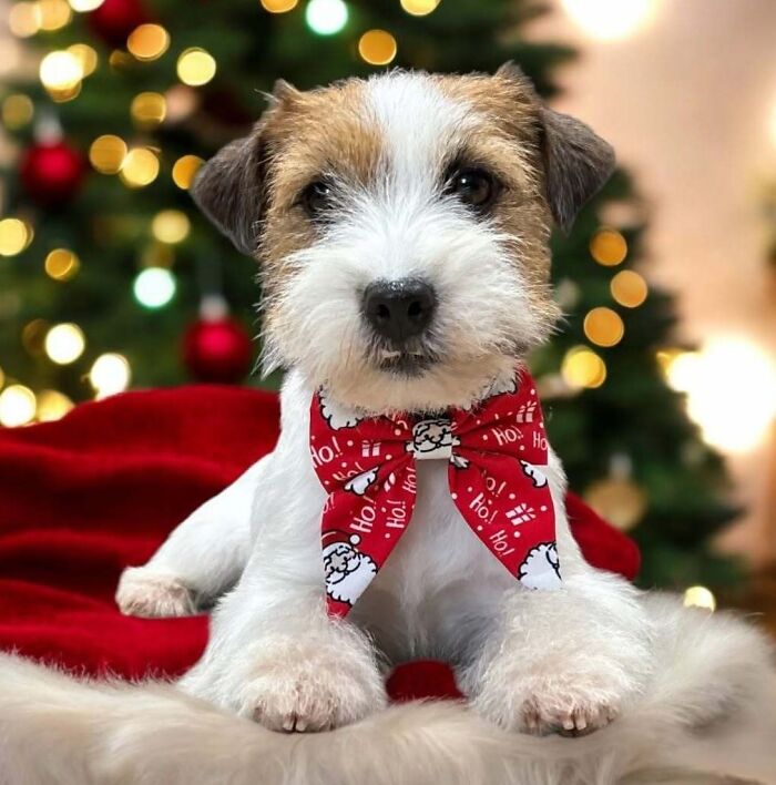 Cute dog in a festive red bow tie poses in front of a Christmas tree with lights and ornaments.