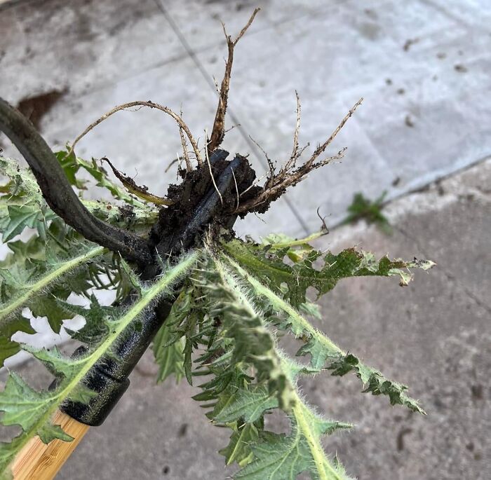 Weed root removal tool from Amazon in action on concrete background.