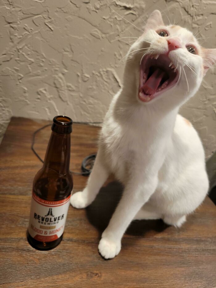 White cat with open mouth next to a beer bottle on a wooden table, resembling a bad render.