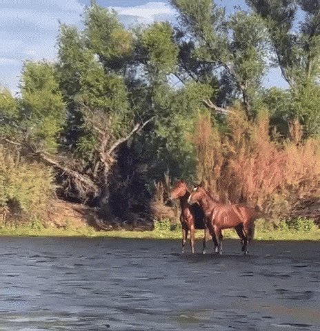 Horses Floating Down A River