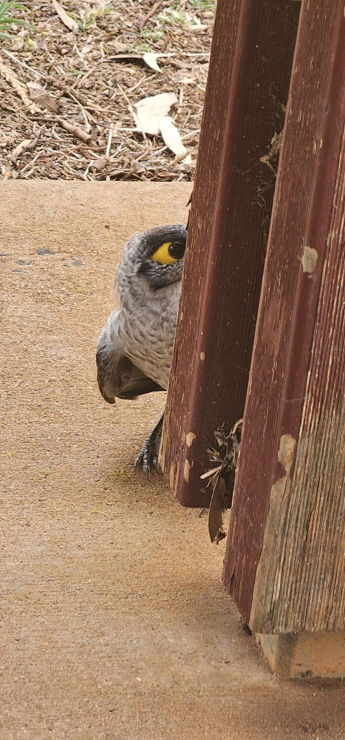 A Bird That Looks Like Another Bigger Bird