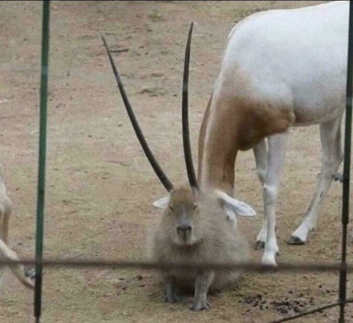 Capybara Grew Giant Horns