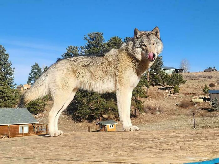 Gigantic Wolf