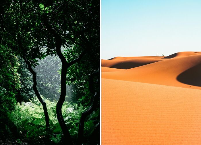 Dense forest scene contrasts with bright desert dunes, illustrating rare everyday facts about diverse ecosystems.