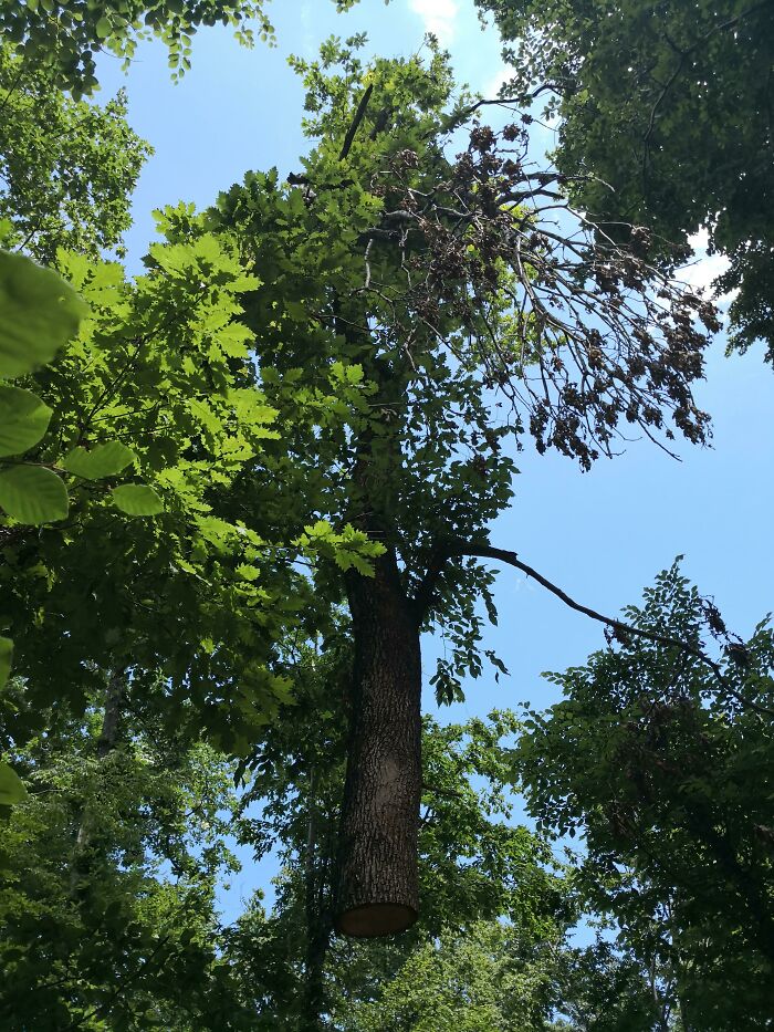 Tree suspended in mid-air, resembling surreal videogame graphics in a lush forest setting.